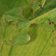 Leaf insect, Phyllium coelebicum, Malaysia