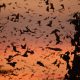 Fruit bats coming back from night flight at dawn